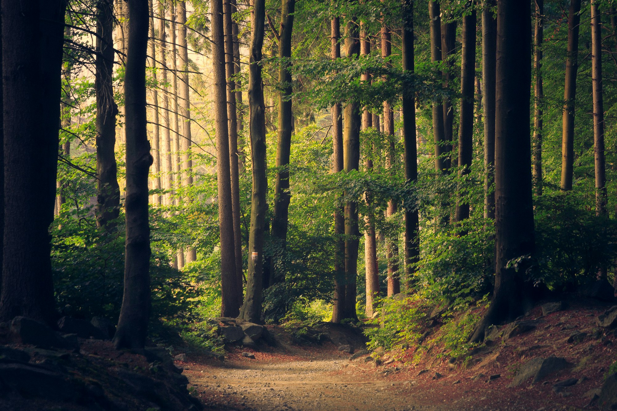 A forested valley winding toward distant peaks